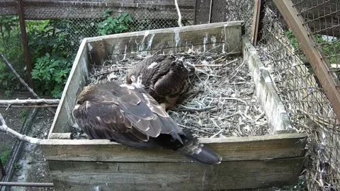 Mother eagle and her child eat the prey that daddy eagle brought Video stock 156596732