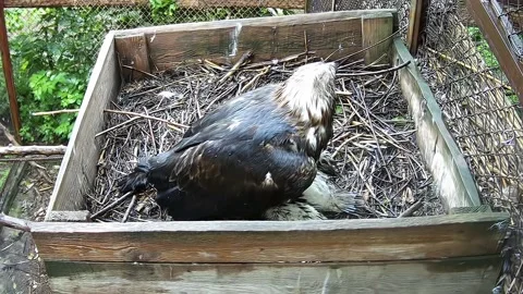 Mother eagle covers her chick from the rain Stock Footage 155783258