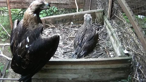 The mother eagle covers her chick with her wings while he eats Stock Footage 156893145