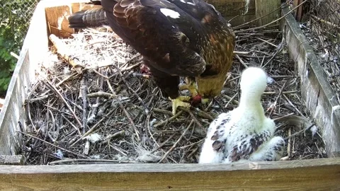 The mother of the eagle feeds the cub with the prey she brought to the nest  Stock Footage 155443894
