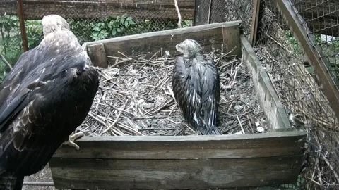 The mother of the eagle flew into the nest and cleans the feathers of her ch Stock Footage 156893185