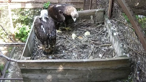 The mother of the eagle flew into the nest with prey and began to feed her b Stock Footage 156493092