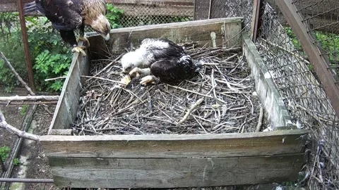 The mother of the eagle flew in with prey for her child and began to feed hi Stock Footage 156186502