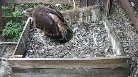 Mother eagle protects her chick with wings Video stock 157860659