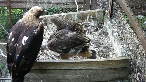 The mother of the eagle protects her child while he tries to make the first  Video stock 156750752