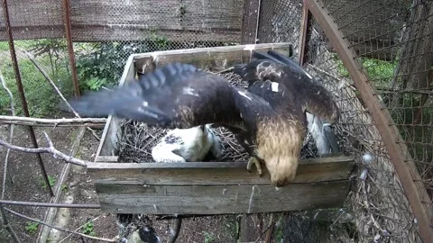 Mother eagle sits next to her chick and protects him 스톡 동영상 155622239