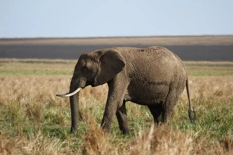 Mother elephant protecting her tiny elephant calf under her belly Stock Photos