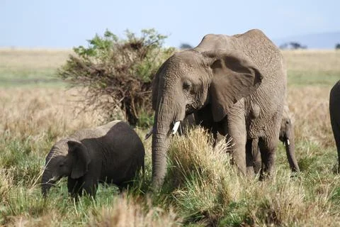 Mother elephant protecting her tiny elephant calf under her belly Stock Photos