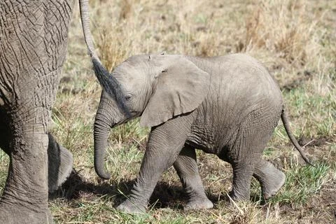 Mother elephant protecting her tiny elephant calf under her belly Stock Photos