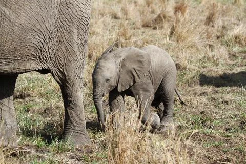 Mother elephant protecting her tiny elephant calf under her belly Stock Photos