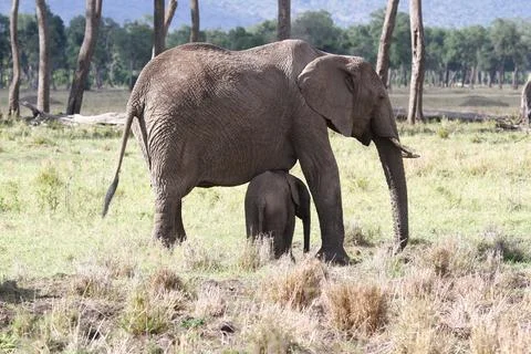 Mother elephant protecting her tiny elephant calf under her belly Stock Photos