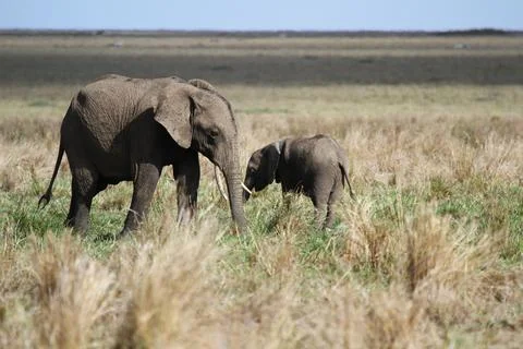 Mother elephant protecting her tiny elephant calf under her belly Stock Photos