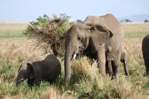 Mother elephant protecting her tiny elephant calf under her belly Stock Photos