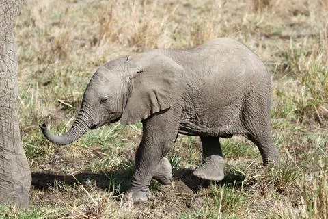 Mother elephant protecting her tiny elephant calf under her belly Stock Photos