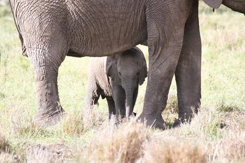 Mother elephant protecting her tiny elephant calf under her belly Stock Photos