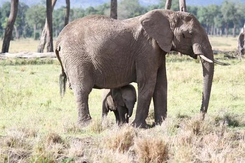 Mother elephant protecting her tiny elephant calf under her belly Stock Photos