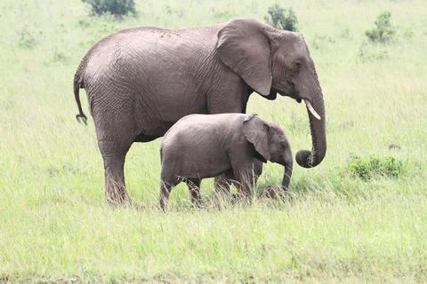 Mother elephant with a tiny calf walking down a green meadow Stock Photos