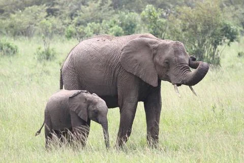 Mother elephant with a tiny calf walking down a green meadow Stock Photos