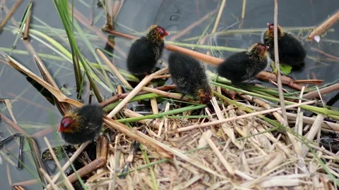 Mother Eurasian coot feeding her birdlings Stock Footage 316850522