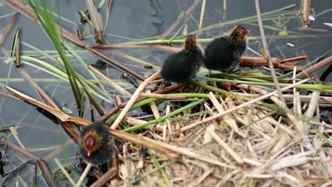 Mother Eurasian coot feeding her birdlings Stock Footage 316850530