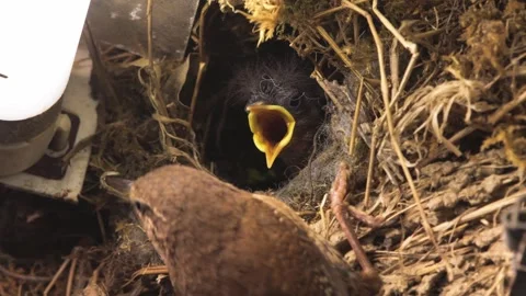Mother Eurasian wren feeds chicks with insect int the nest built inside lamp Stock Footage 313953571