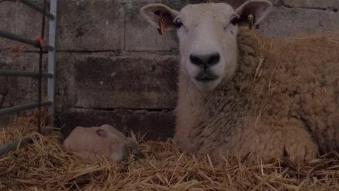 Mother ewe and her new born baby lamb Stock Footage