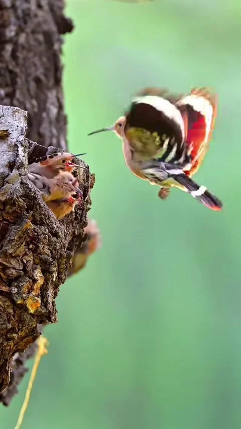Mother feeding Stock Footage 335321885