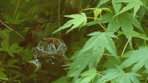 Mother feeds tiny chicks Anna's Hummingbird Nest and Chicks Oregon 08 Stock Footage 81791227