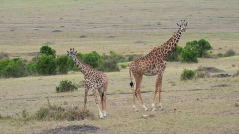 Mother giraffe and calf walking together in african savanna Stock Footage 328811372