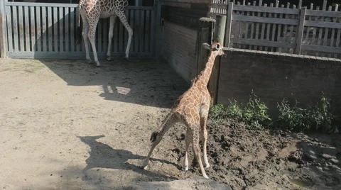 Mother Giraffe looking over her baby Stock Footage 54619417