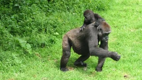 Mother gorilla pulls her baby onto her back on a grassy area Stock Footage