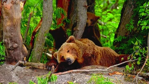 Mother grizzly bear resting with two small cubs in lush summer forest Stock Footage 343696175