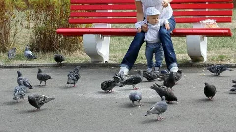 Mother hand feeding the pigeons while baby is watching Stock Footage 12300824