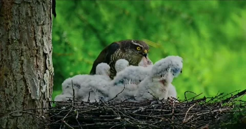 A mother hawk caring for her fluffy chicks in a nest high up in a tree Vidéo 334269482