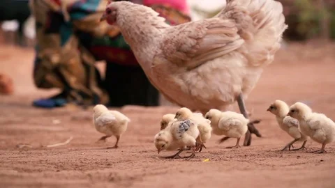 Mother Hen With Its Baby Chicken Stock Photo, Picture and Royalty