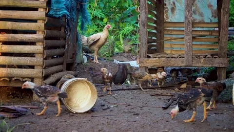 The mother hen and chicks are looking for food in the yard Stock Footage 223465236
