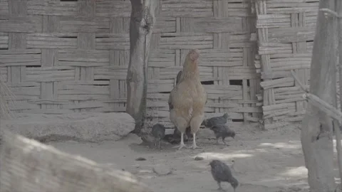 Mother Hen and Chicks Stock Footage 302801748