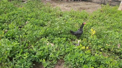 Mother Hen and Chicks Foraging in Residents' Gardens 스톡 동영상 280167608