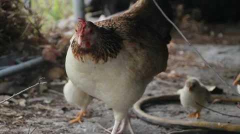 Mother hen and her chicks Stock Footage