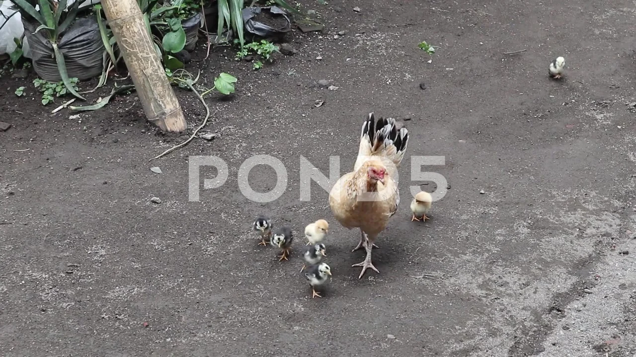 Watch a Mother Hen Enjoy a Meal With Her New Chicks [Video