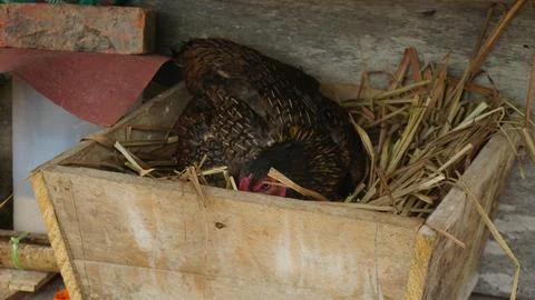 Mother Hen Brooding Over Her Eggs in a Nest Stock Photos