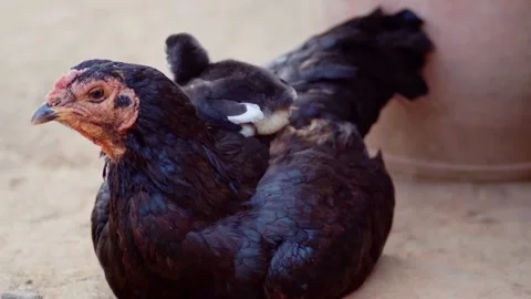 Mother hen carrying her tiny chick on her back Stock Footage 345546134