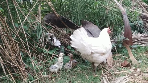 Mother Hen &amp; Chickens Stock Footage 111280129