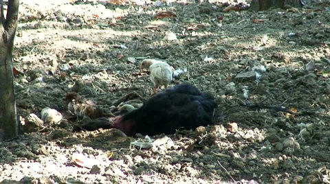 Mother hen with chicks 2 Stock Footage 945604