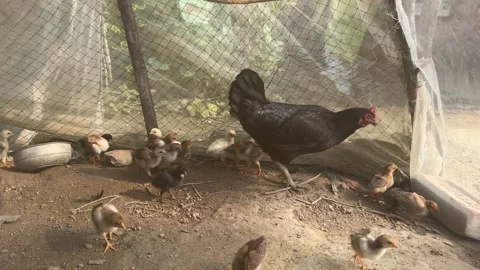 Mother Hen with Chicks Inside Rural Backyard Poultry Coop in West Bengal, India Stock Footage 338041033