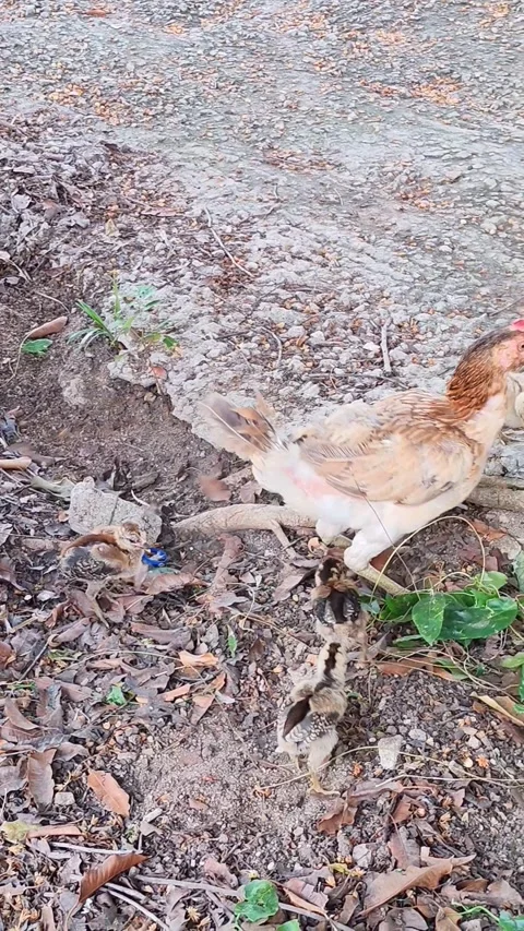 Mother hen Stock Footage 337751750