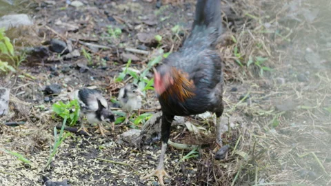 A mother hen of free-range chickens (gallus domesticus) looking after three.. Stock Footage 235208550