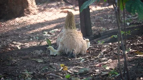 Mother Hen hatching its chicks Stock Footage 135739248