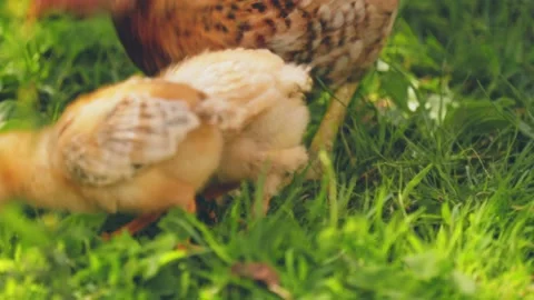 Mother hen with her chicks Stock Footage 200729632