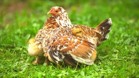 Mother hen protecting chicks under her wings on grassy meadow gentle movement. Stock Footage 340861686